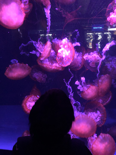 8/12(水) おでかけ「京都水族館」